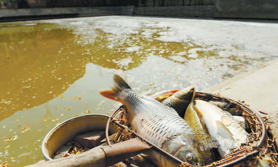 魚塘中的魚兒被水質(zhì)污染致死